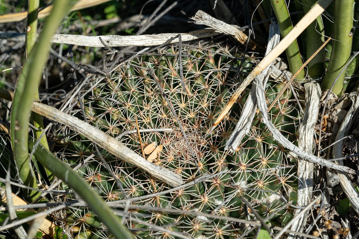 2020 January Nipple Cactus nesteled in Shin Daggers