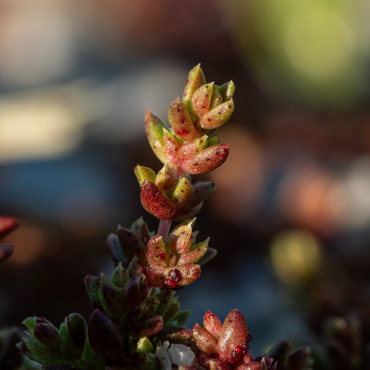 2020 January Sand Pygmyweed