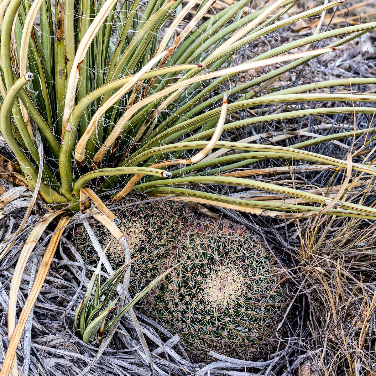 2020 January Shindagger and Grahams Nipple Cactus