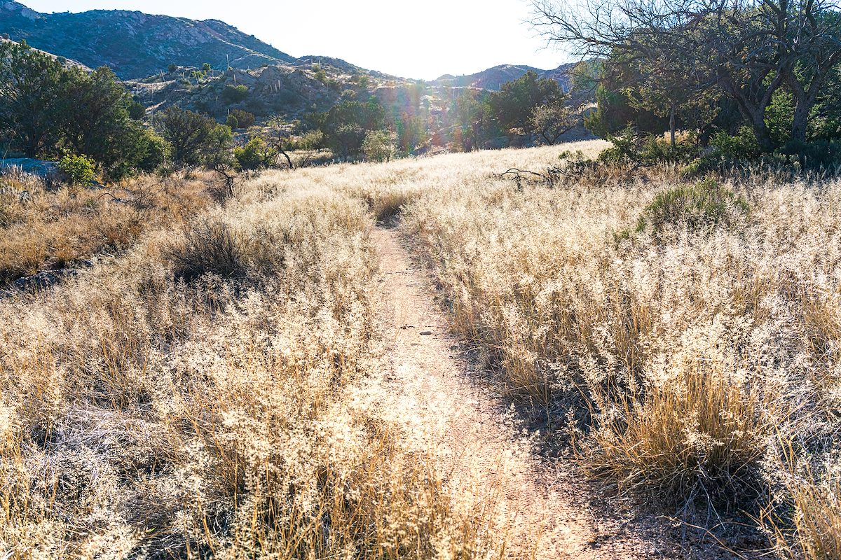 2020 January Thru the grass on the Bellota Trail
