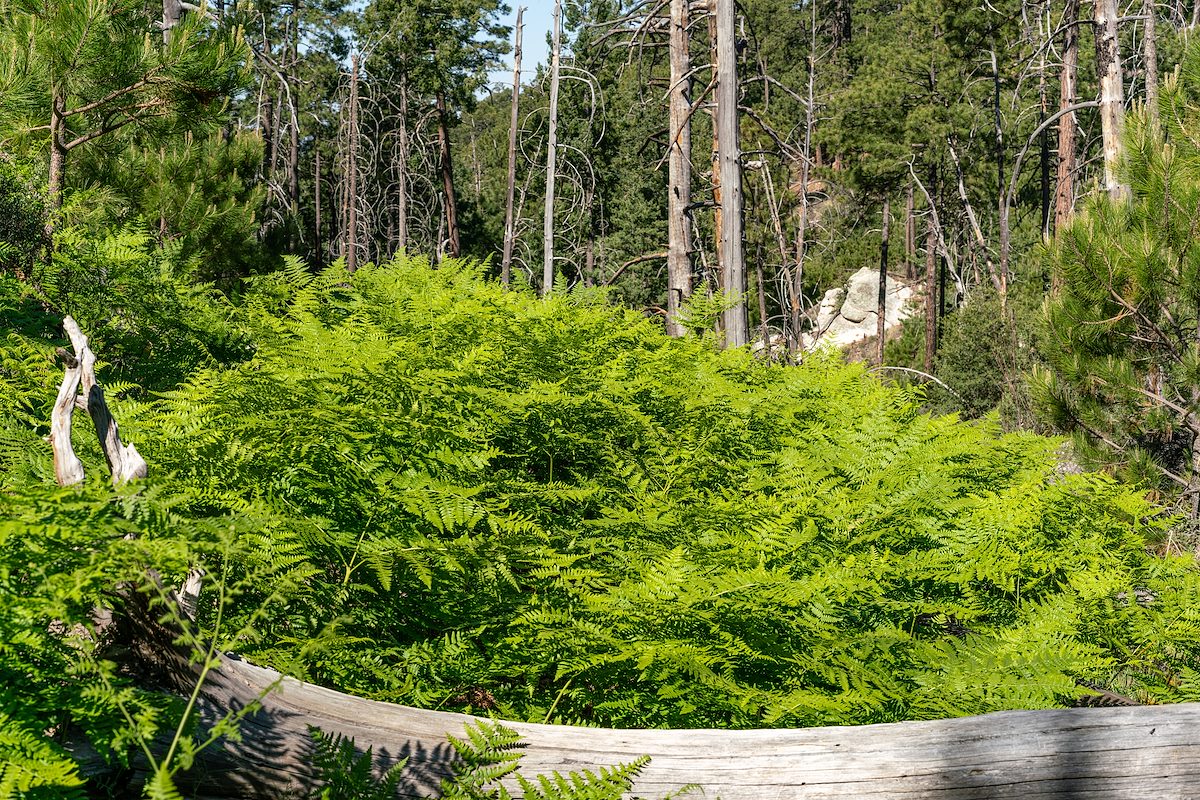 2020 June Ferns on the Box Camp Trail