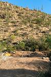 2020 June New Construction off the Agua Caliente Canyon Trail