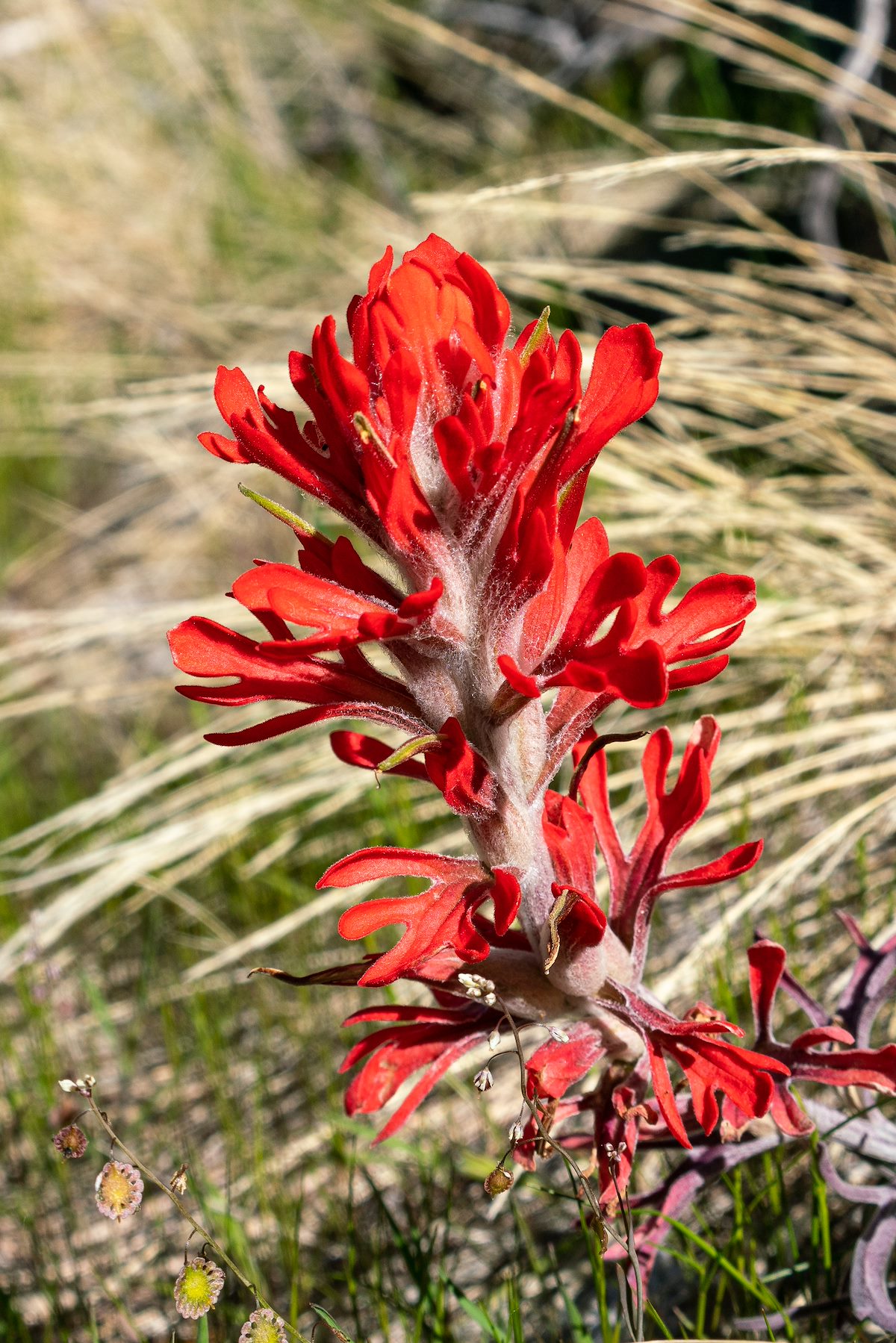 2020 March Indian Paintbrush above the West Fork of Molino