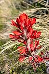 2020 March Indian Paintbrush above the West Fork of Molino