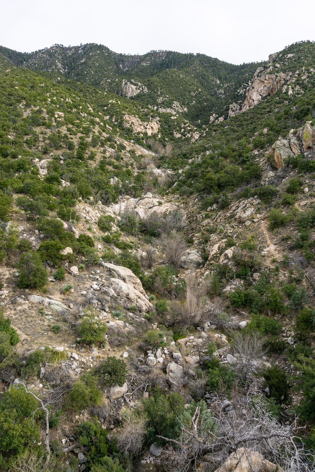 2020 March Looking Up Cargodera Canyon