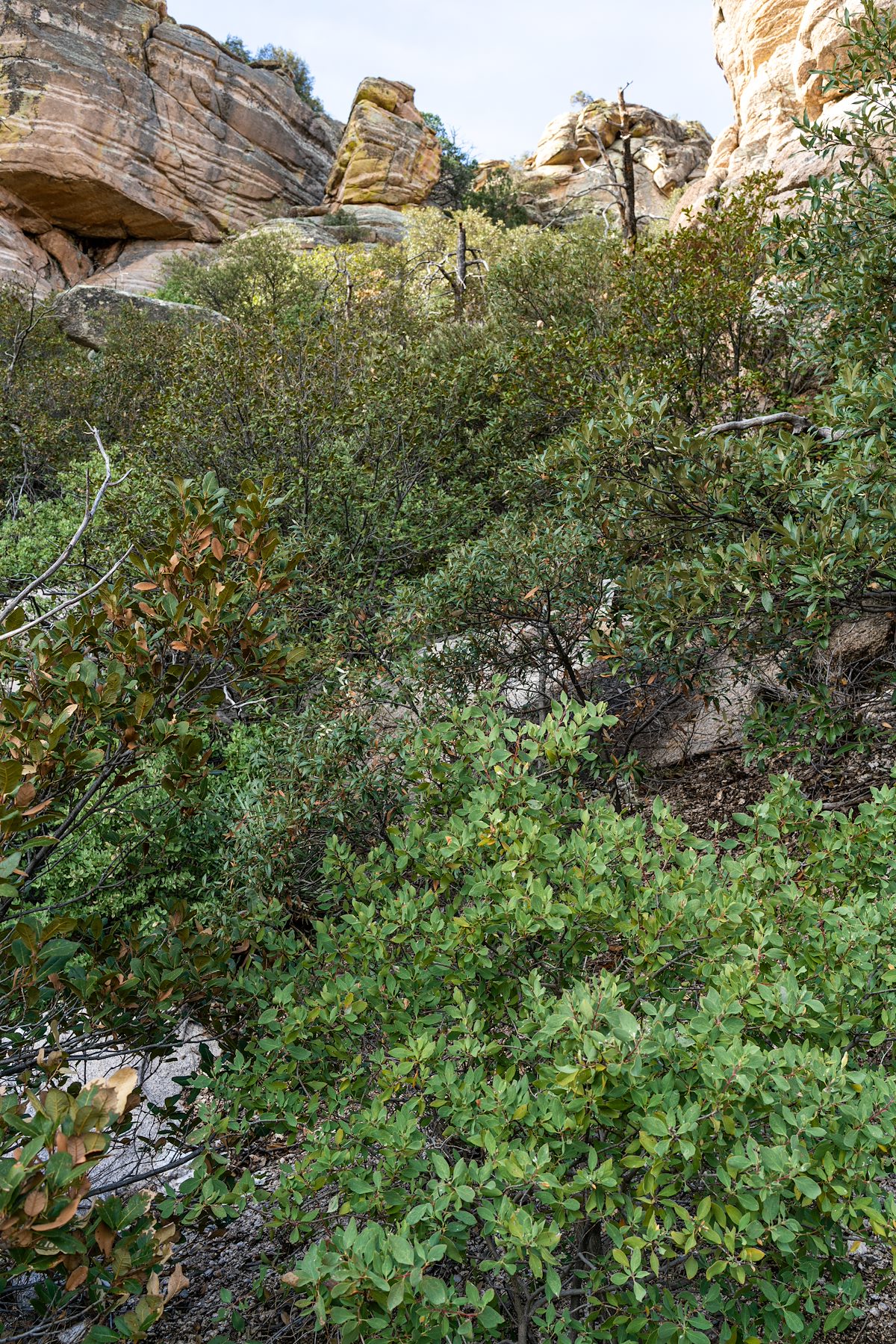 2020 March Overgrown Gully up to Airmen Peak