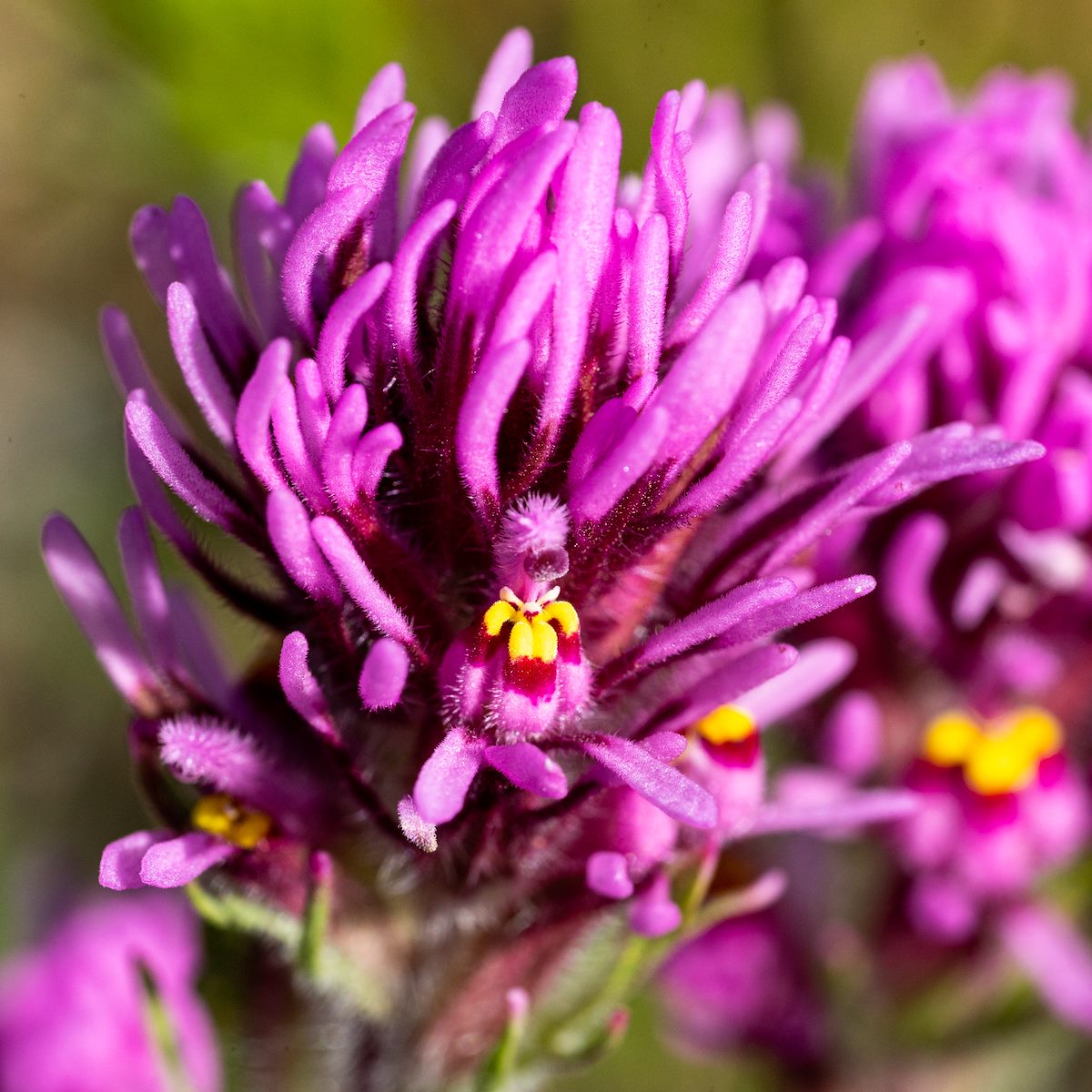 2020 March Owls Clover in Catalina State Park