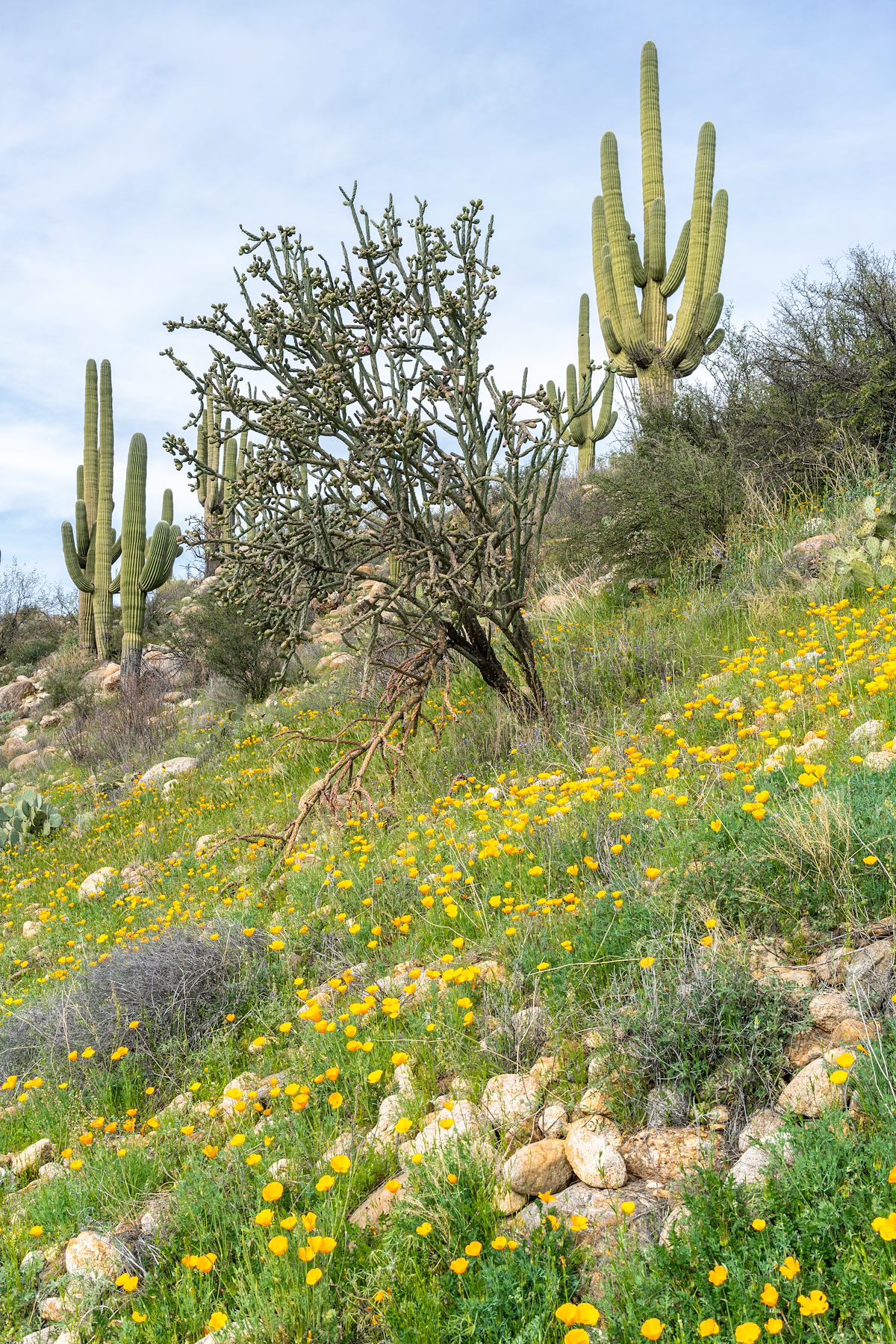 2020 March Poppies on a hillside above Sutherland Wash in Catalina State Park