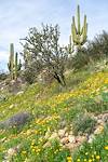 2020 March Poppies on a hillside above Sutherland Wash in Catalina State Park