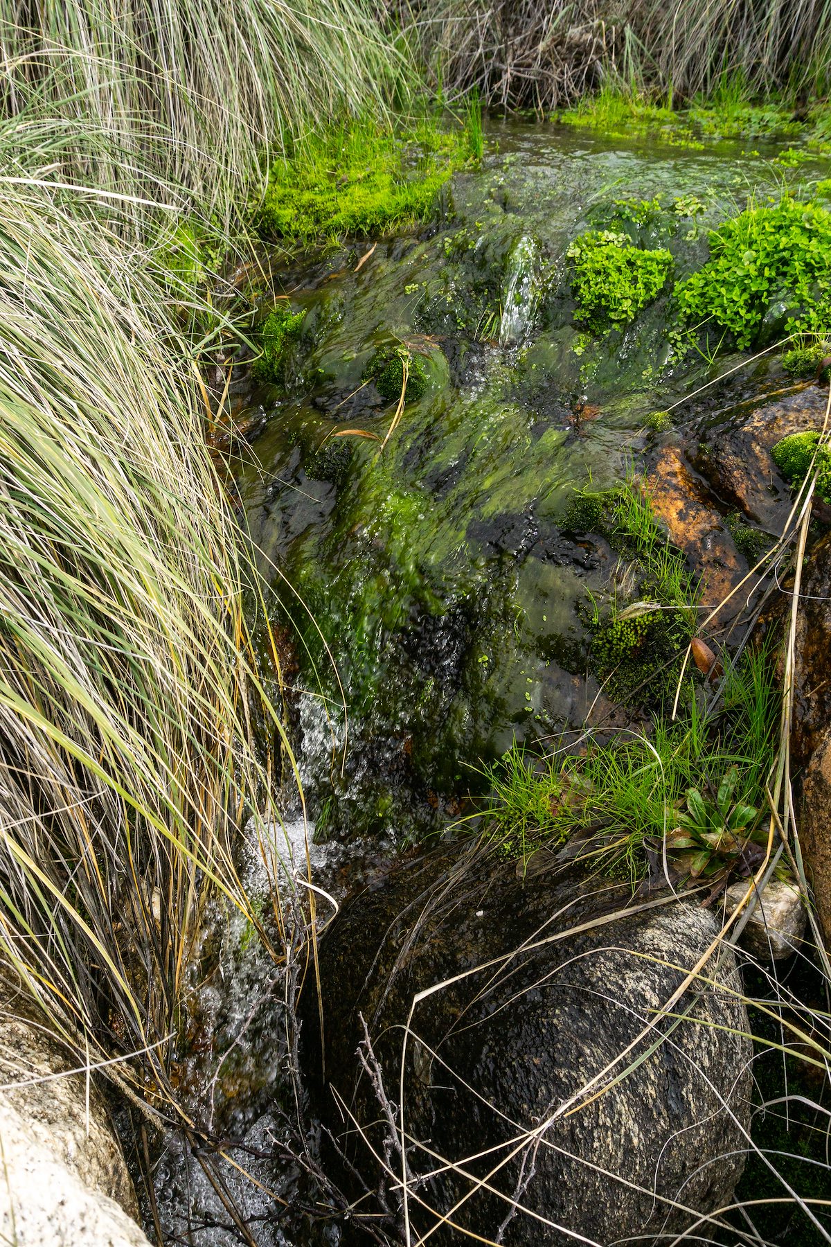 2020 March Water in Cargodera Canyon