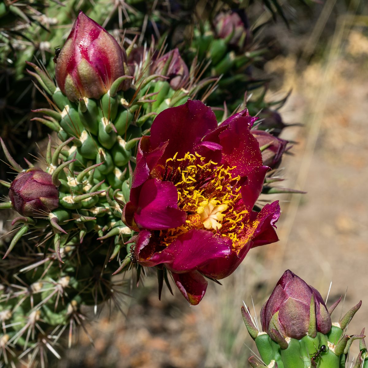 2020 May Cholla Flower on the Brush Corral Trail