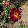 2020 May Cholla Flower on the Brush Corral Trail