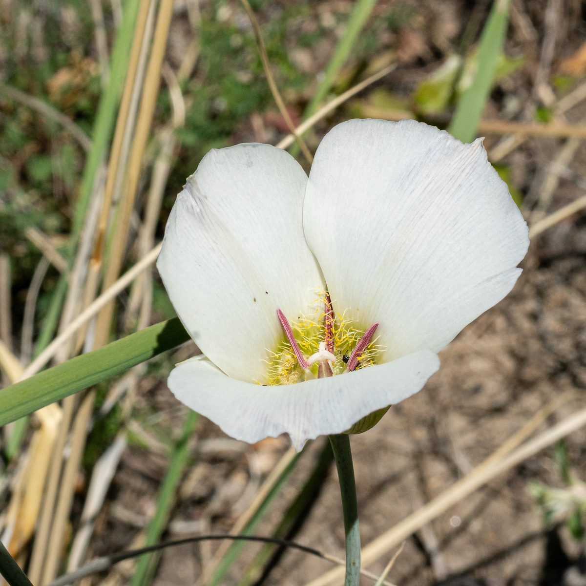 2020 May Mariposa on the Brush Corral Trail