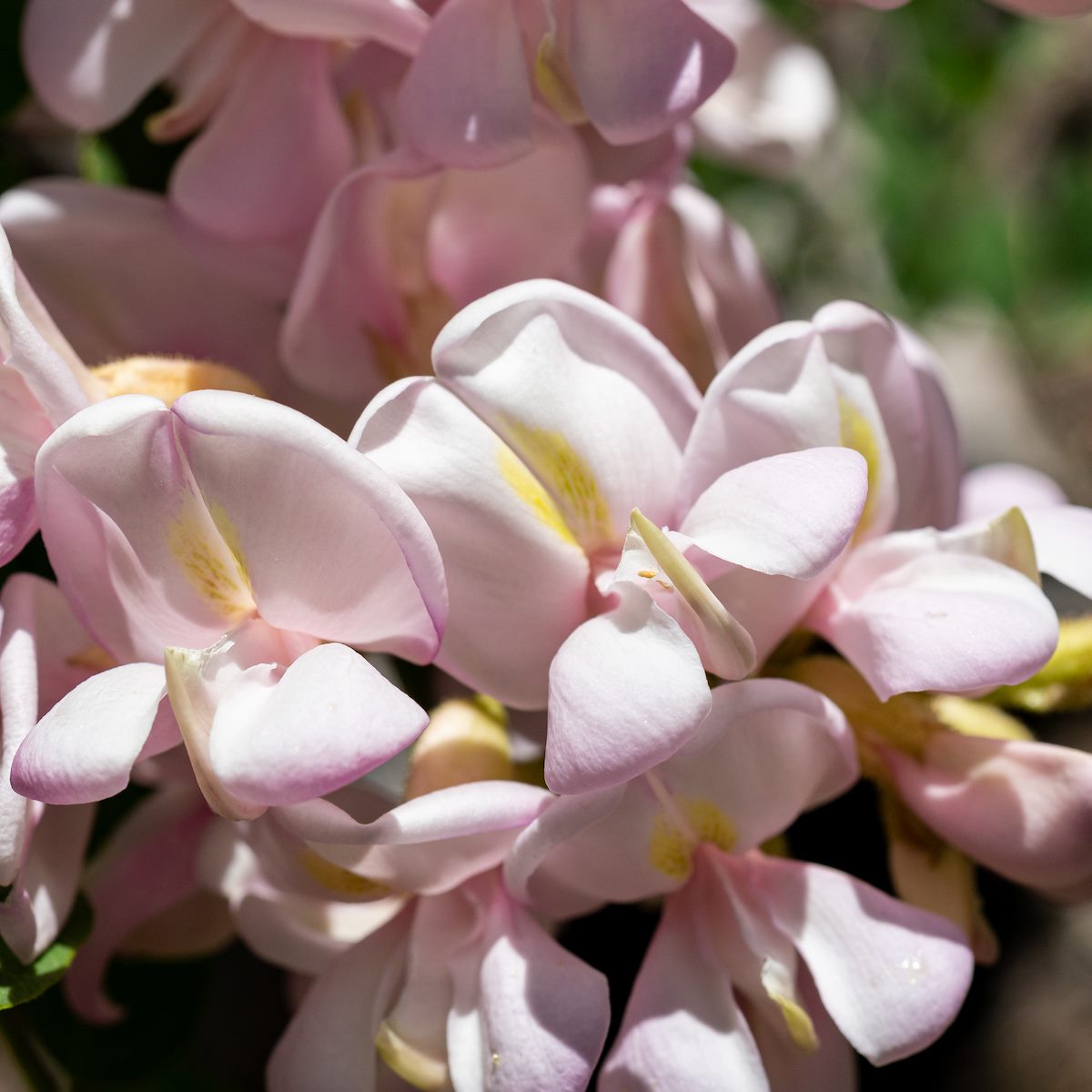 2020 May New Mexico Locust Flower on the Brush Corral Trail