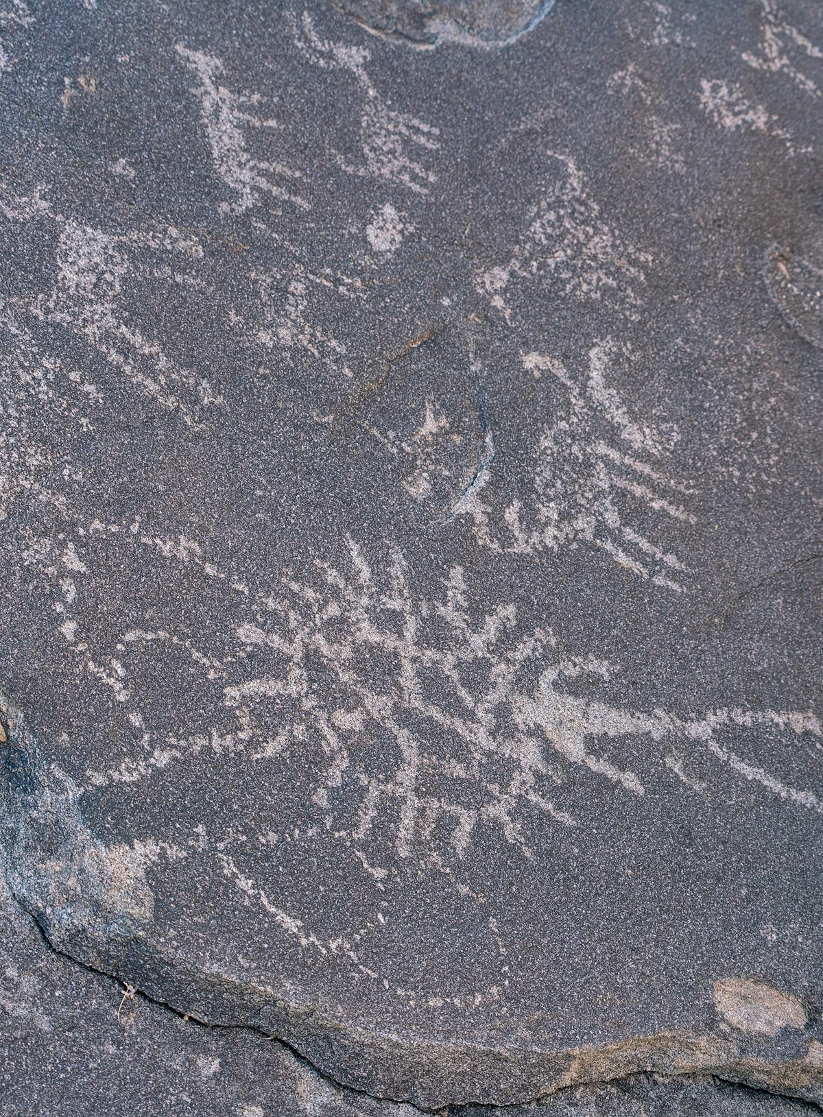 2020 November Animals in Sutherland Wash