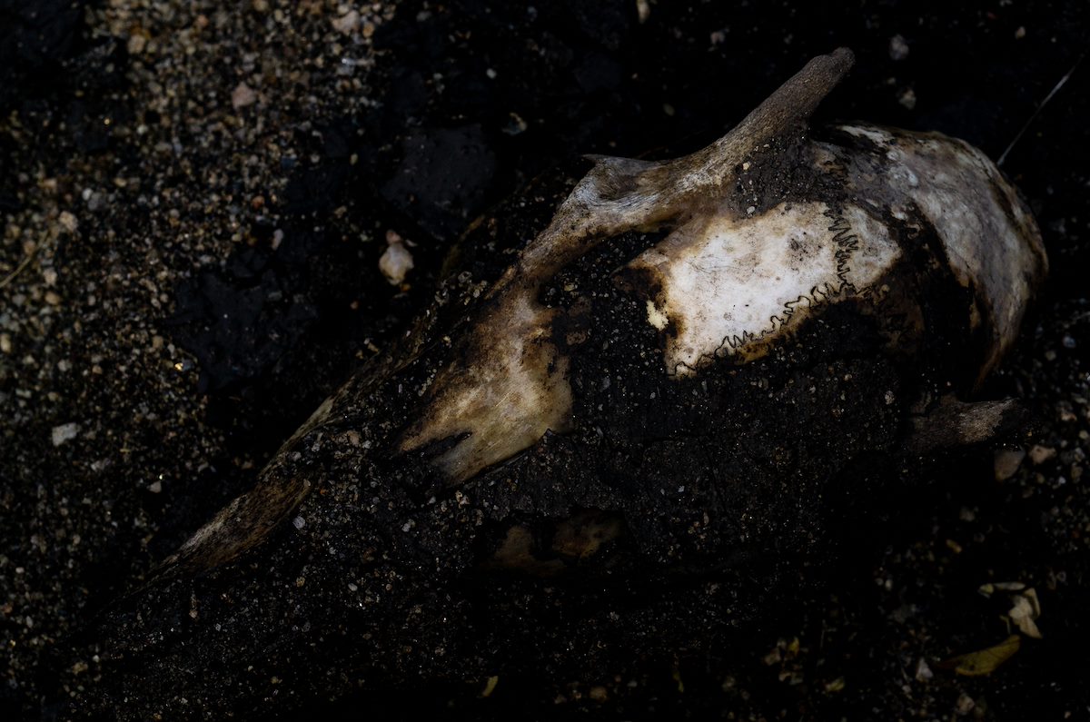 2020 November Half Buried Skull in Sutherland Wash
