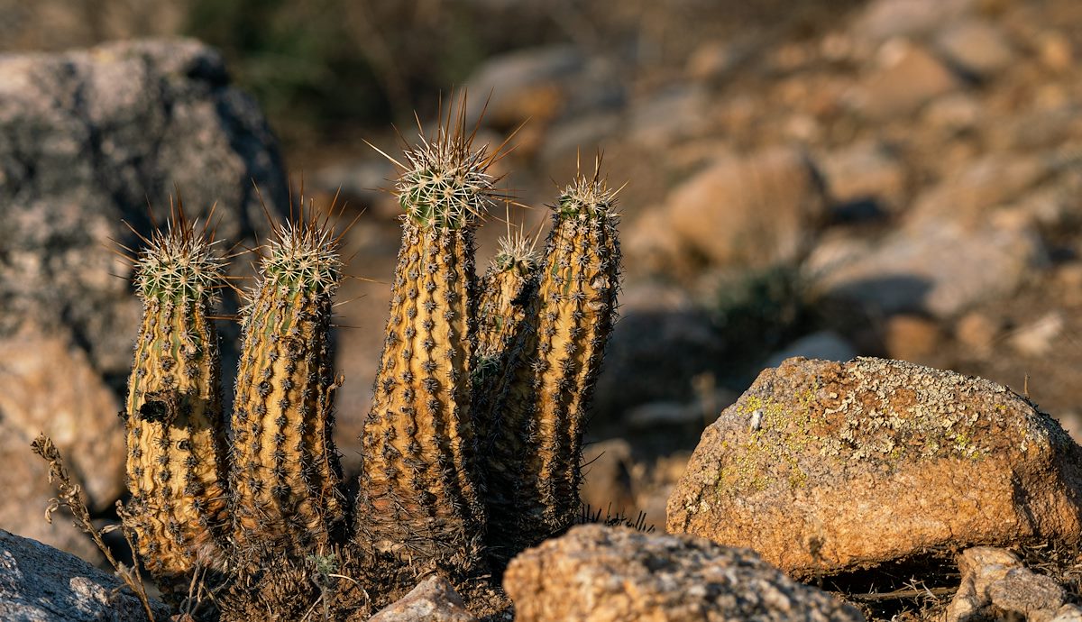 2020 November Hedgehog Cactus after the Bighorn Fire