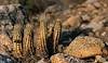 2020 November Hedgehog Cactus after the Bighorn Fire