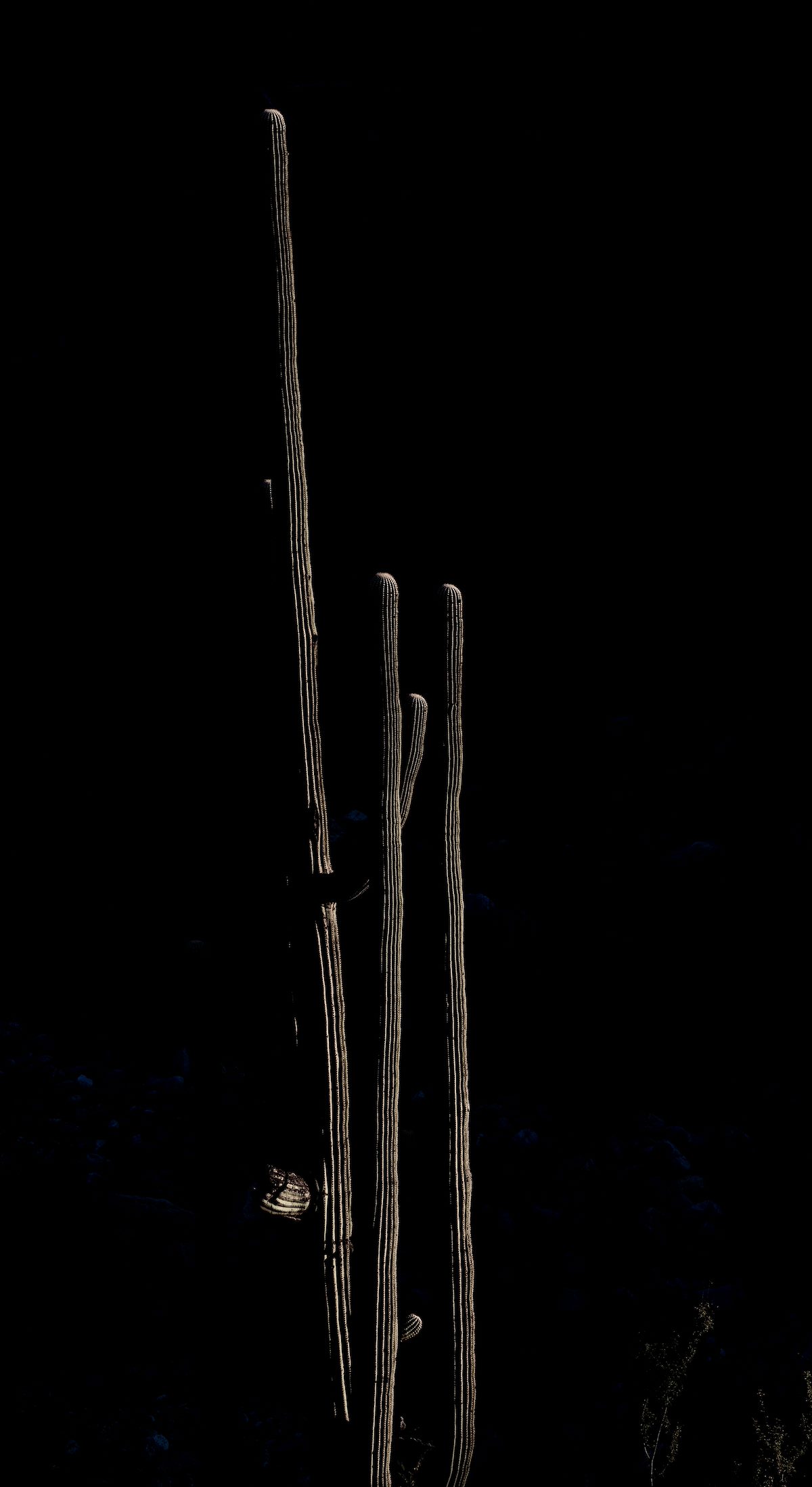 2020 November Saguaro in the Shadows