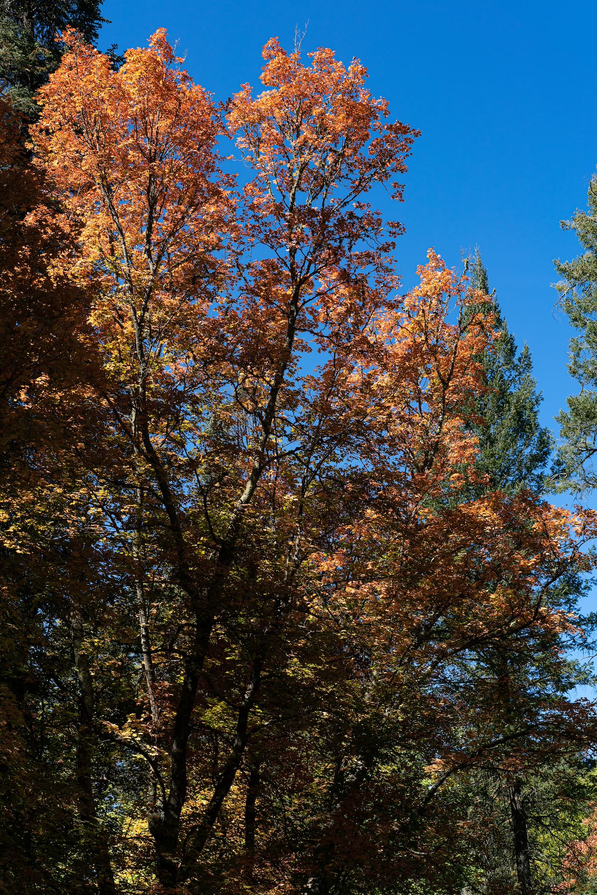 2020 October Bear Wallow Area Fall Colors 01