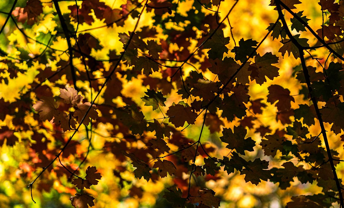 2020 October Bear Wallow Area Fall Colors 02