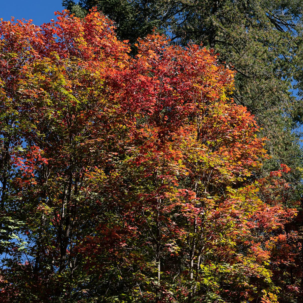 2020 October Bear Wallow Area Fall Colors 04