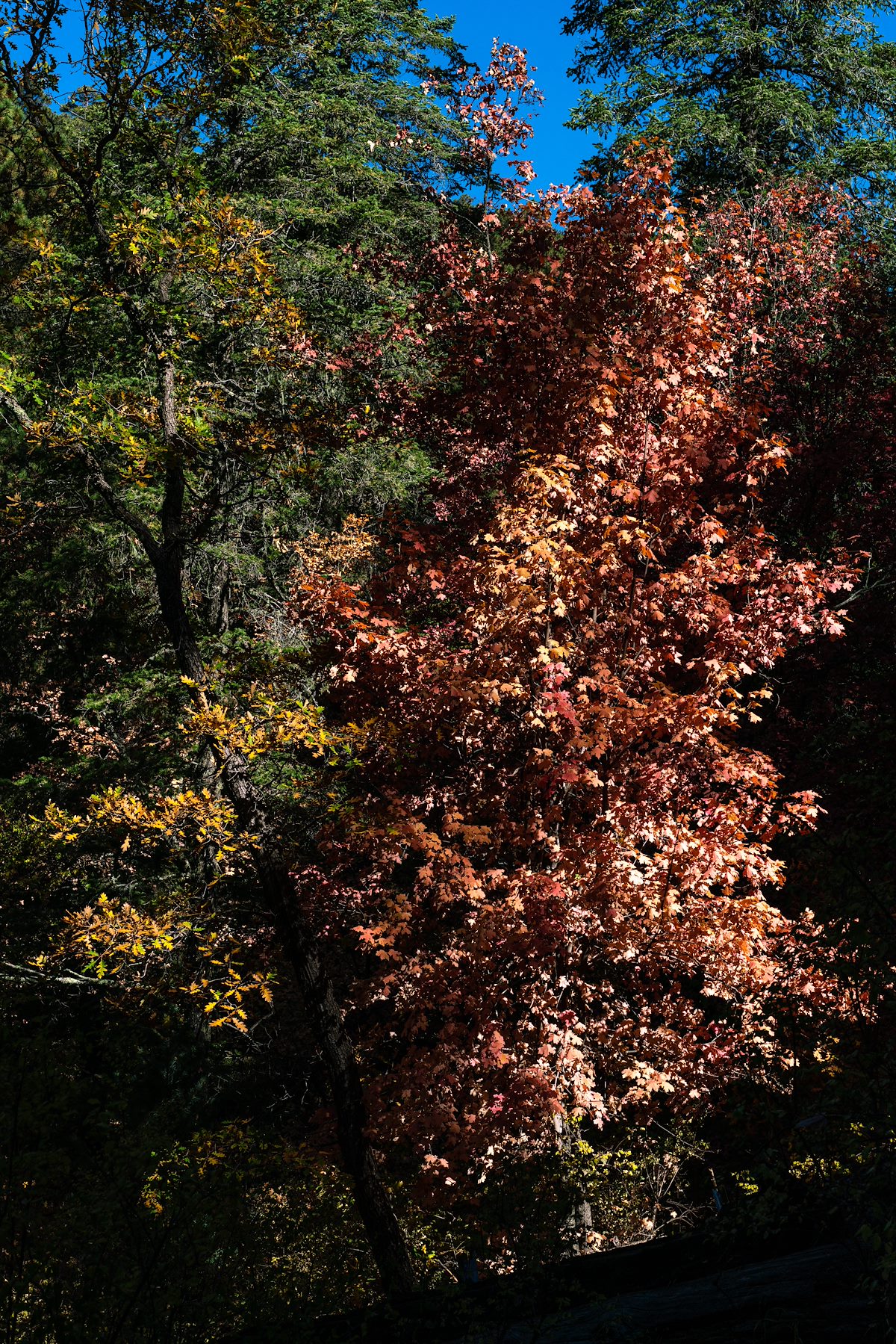 2020 October Bear Wallow Area Fall Colors 05