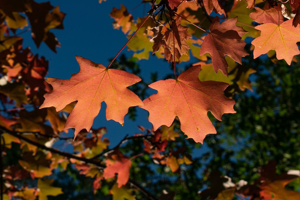 2020 October Turning Leaves in the Bear Wallow Area