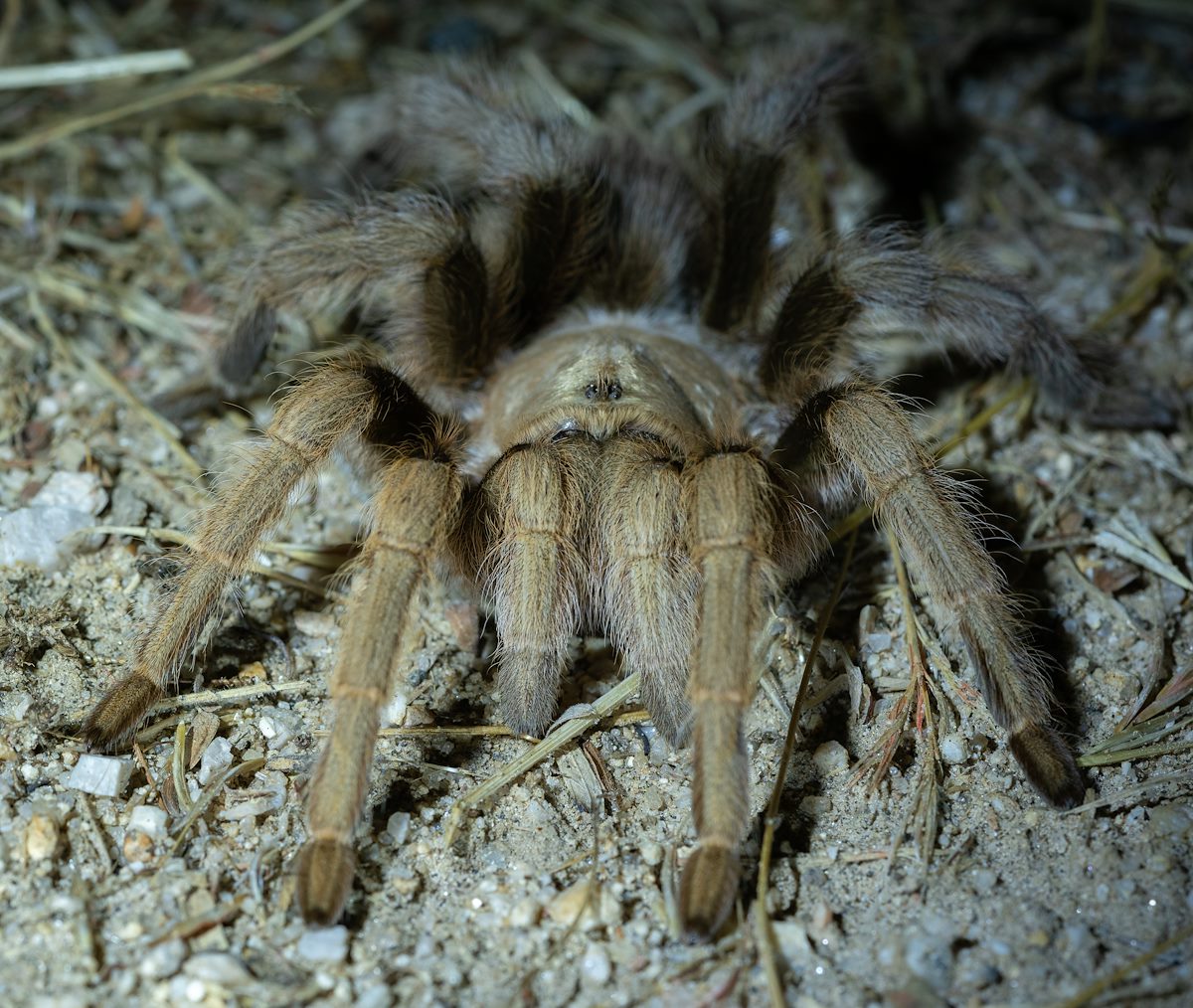 20220 08 Tarantula on the Canyon Loop Trail