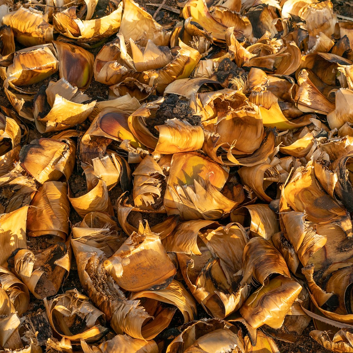 2021 February Fallen Pieces