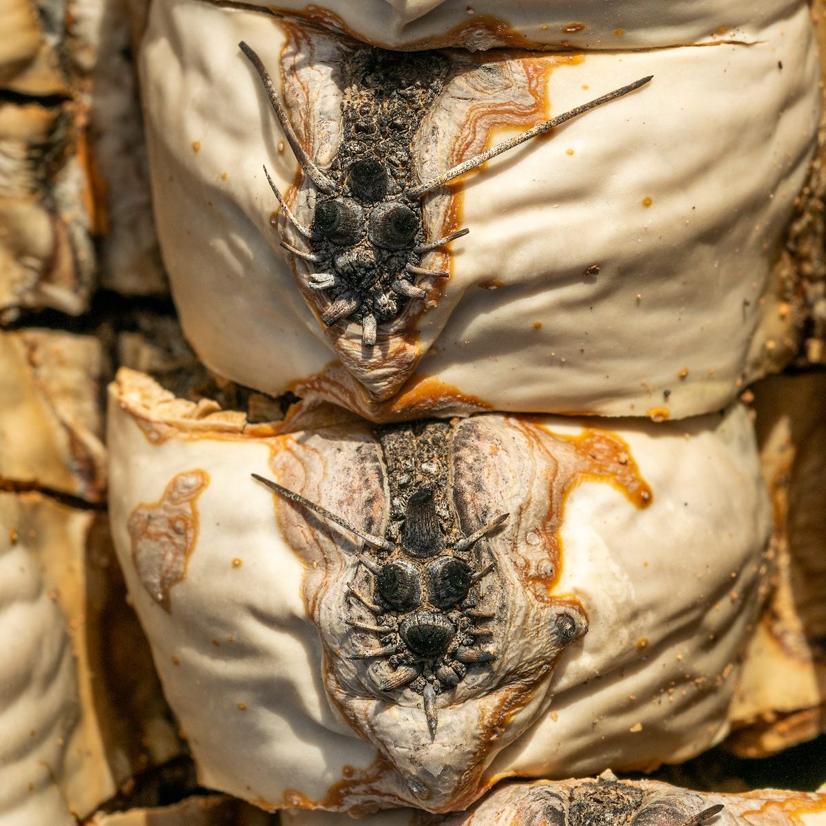 2021 February Fire Devils Frozen in a Barrel Cactus