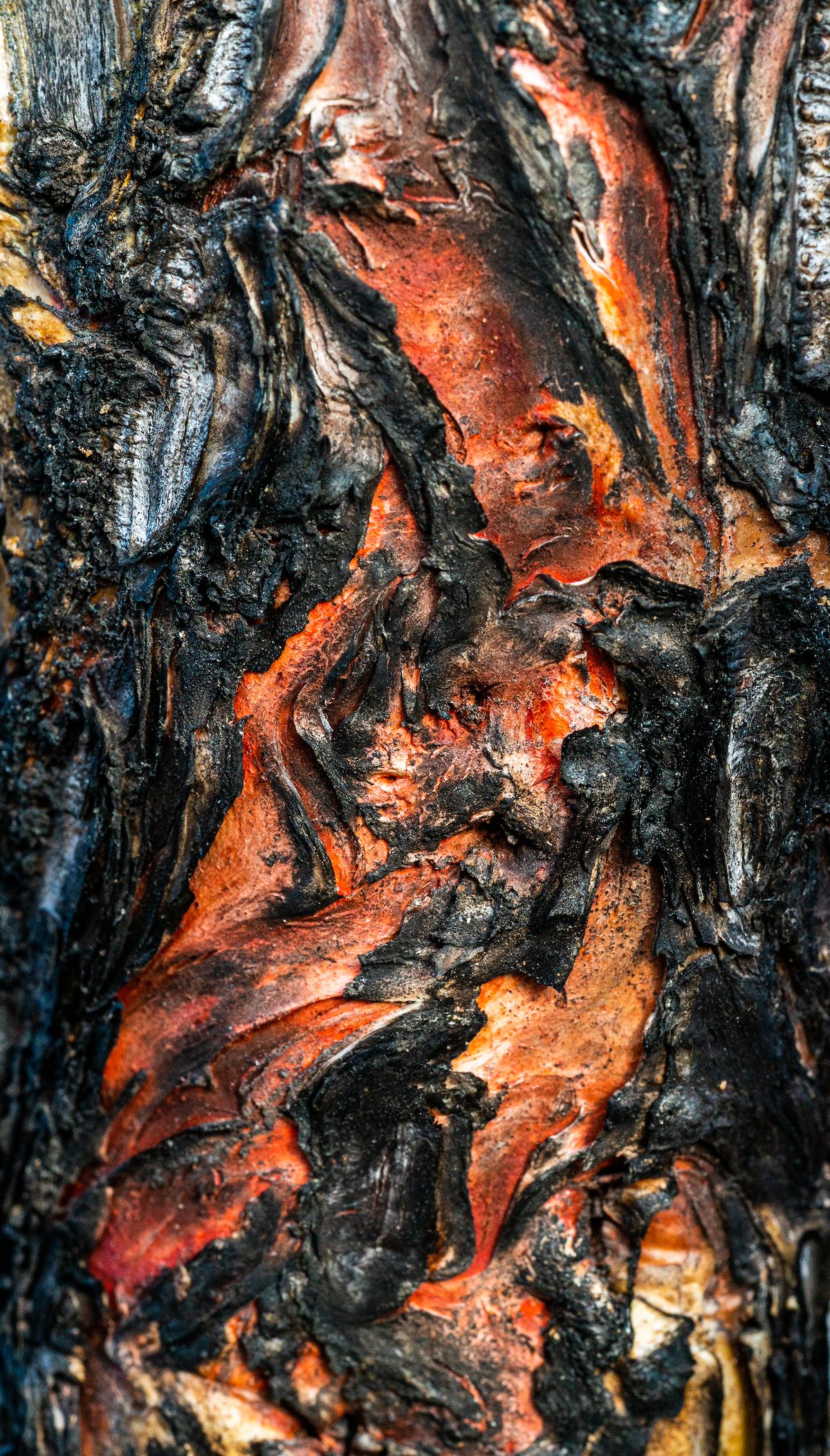 2021 February Flame Scarred Ocotillo