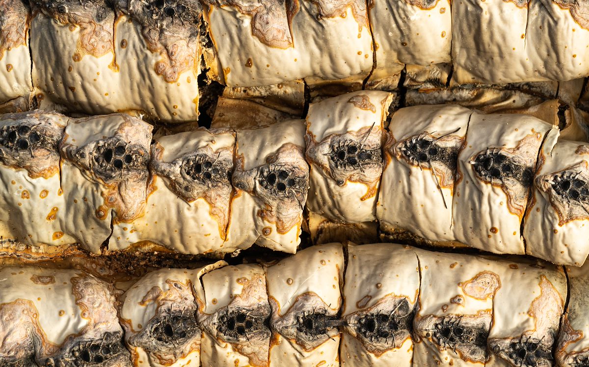 2021 February Post Bighorn Fire Barrel Cactus