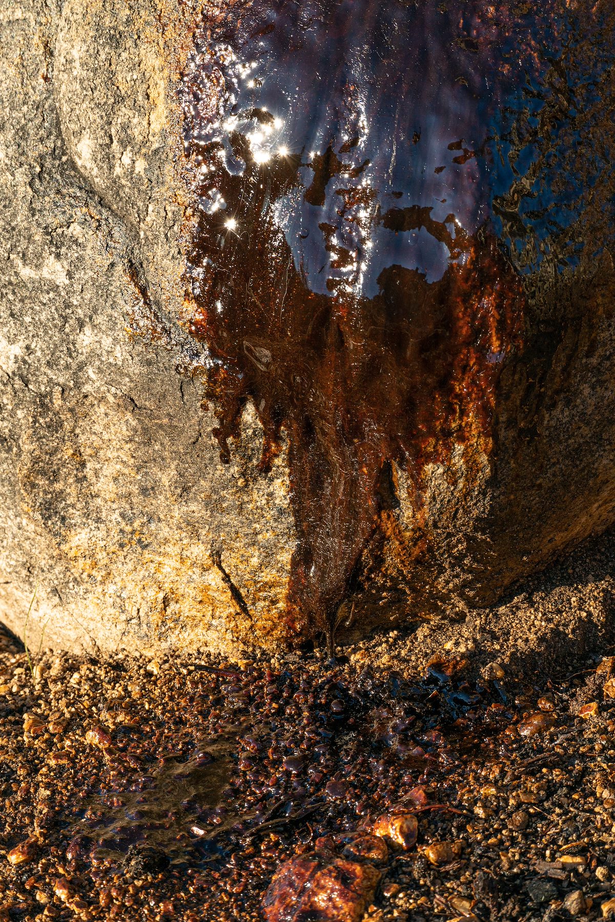2021 January Bleeding Saguaro