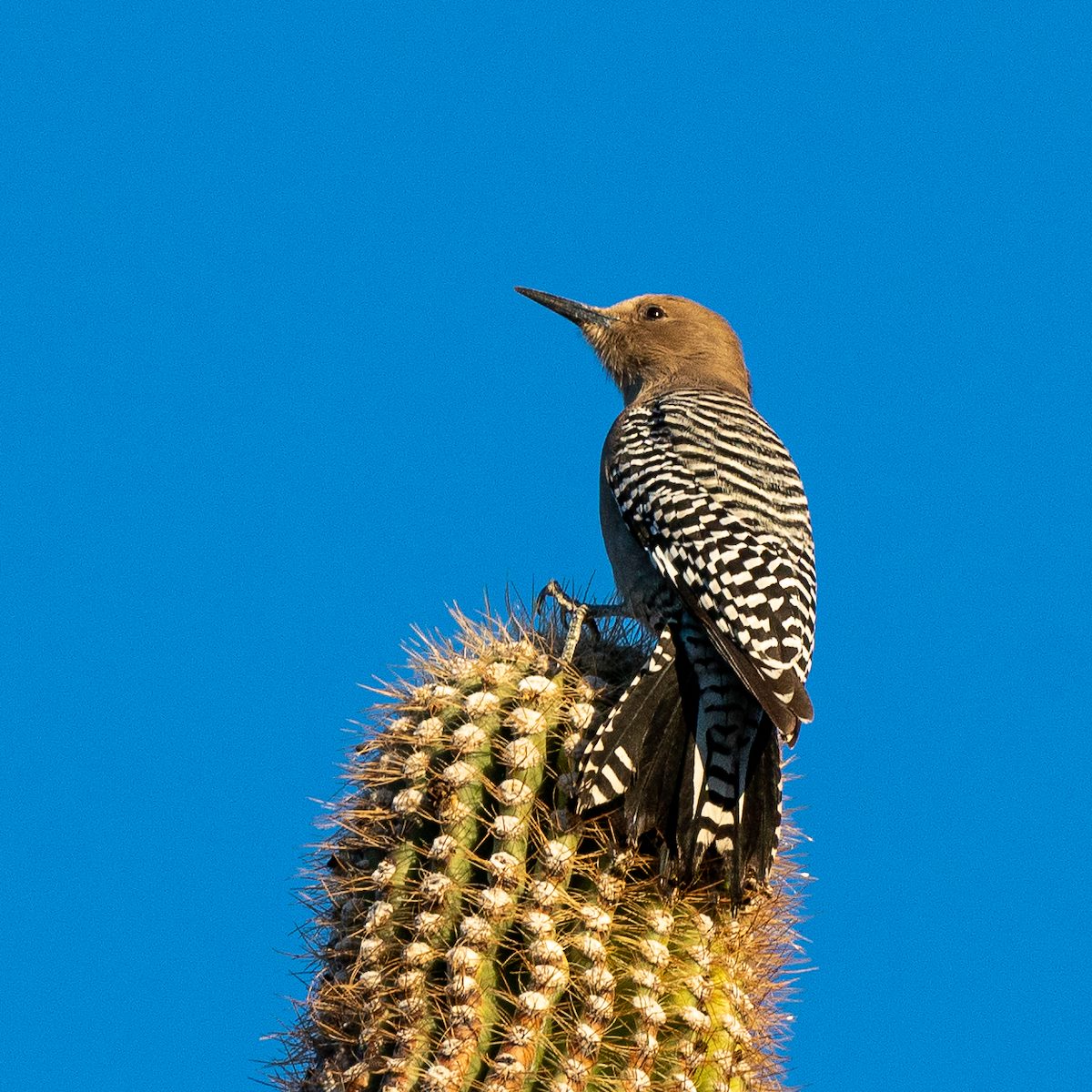2021 January Gila Woodpecker on Saguaro 01