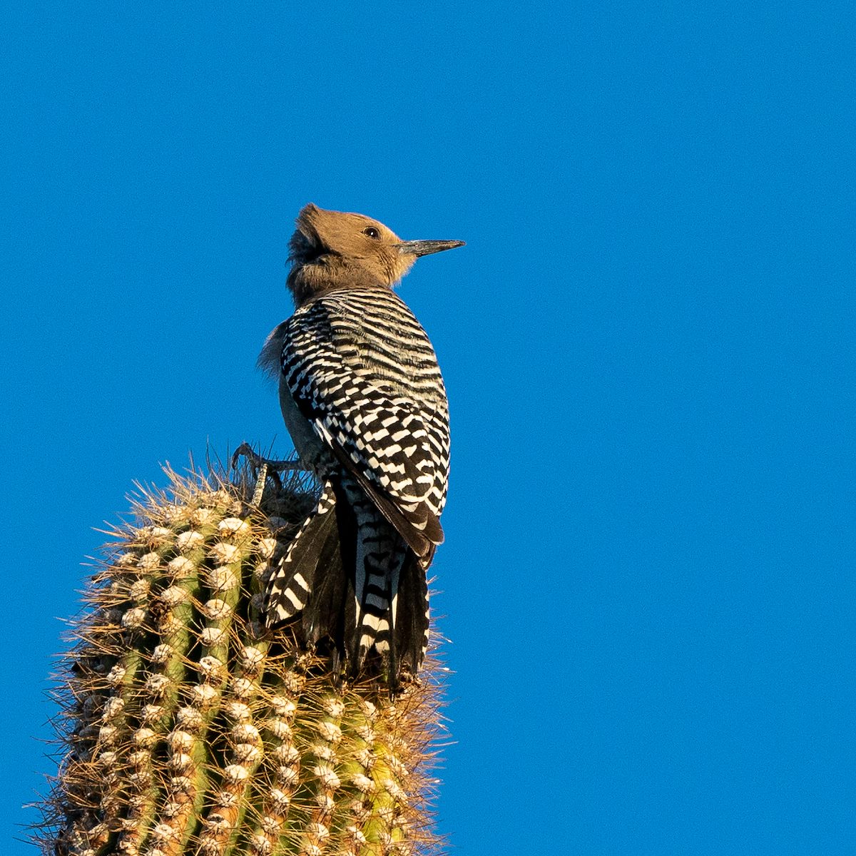 2021 January Gila Woodpecker on Saguaro 02