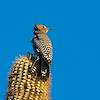 2021 January Gila Woodpecker on Saguaro 02