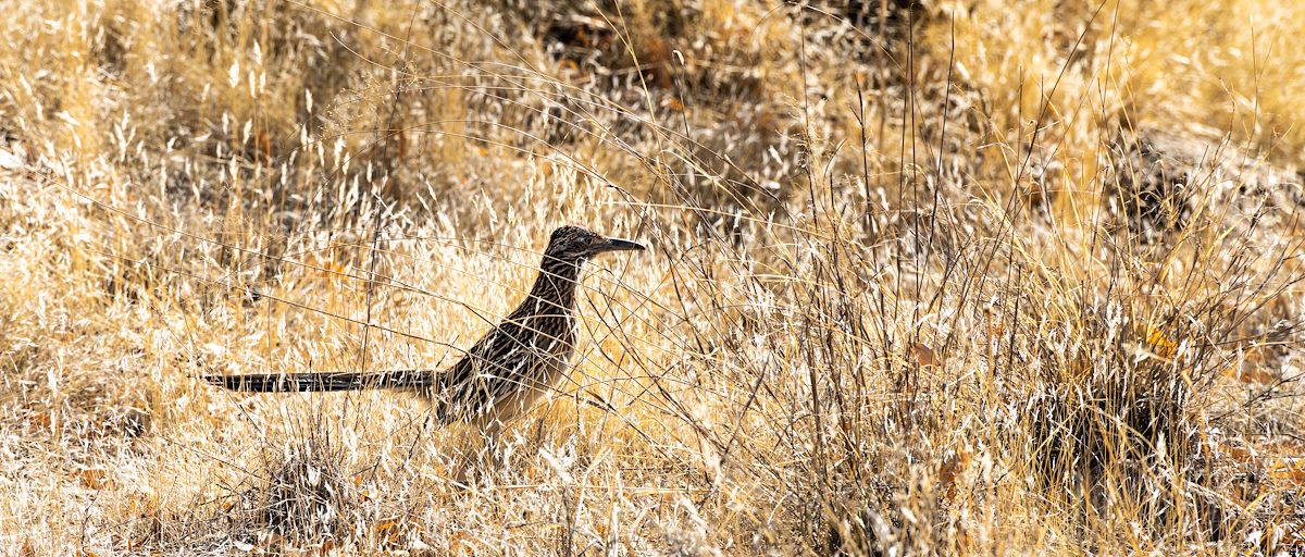 2021 January Roadrunner in Sutherland Wash