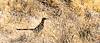 2021 January Roadrunner in Sutherland Wash