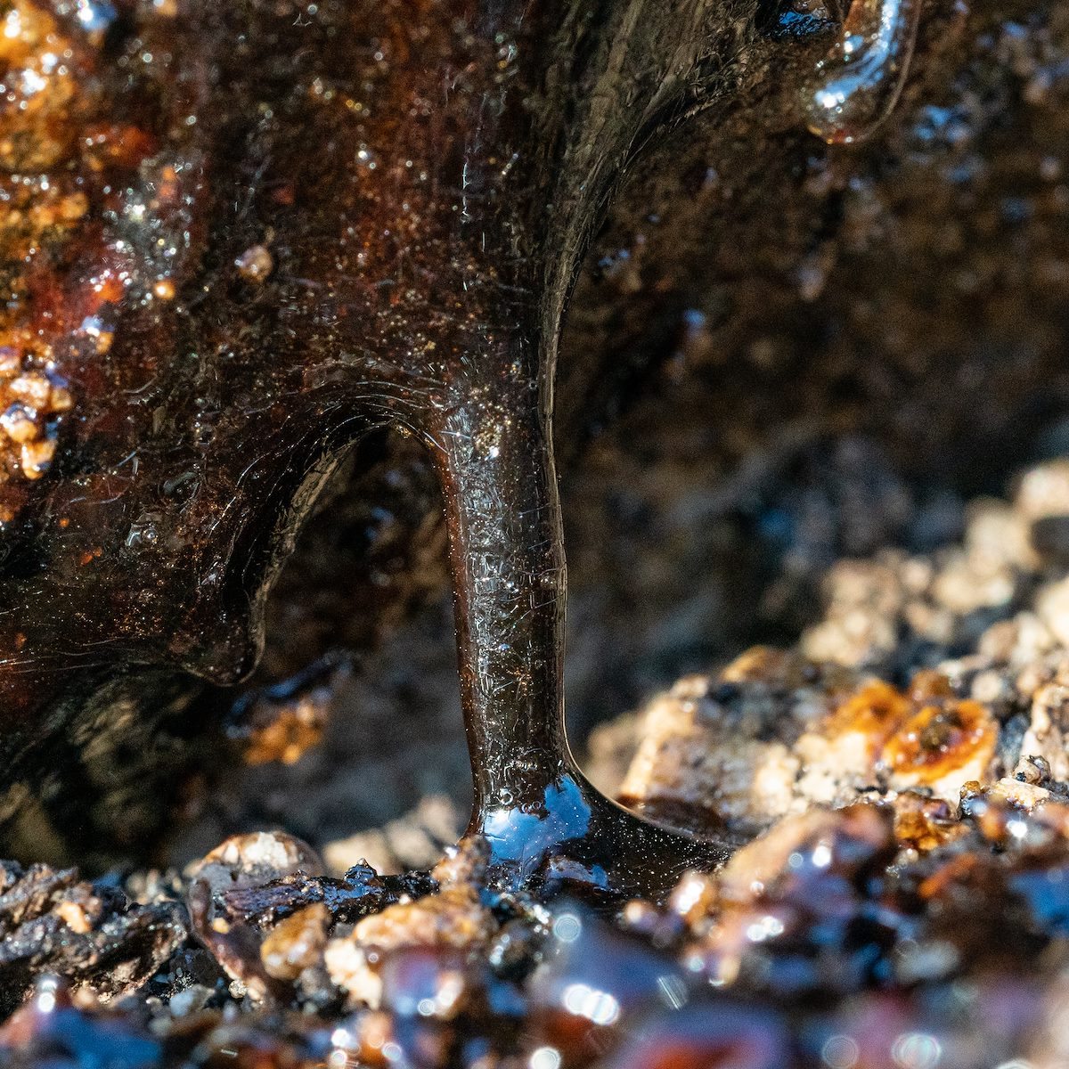 2021 January Saguaro Blood 03