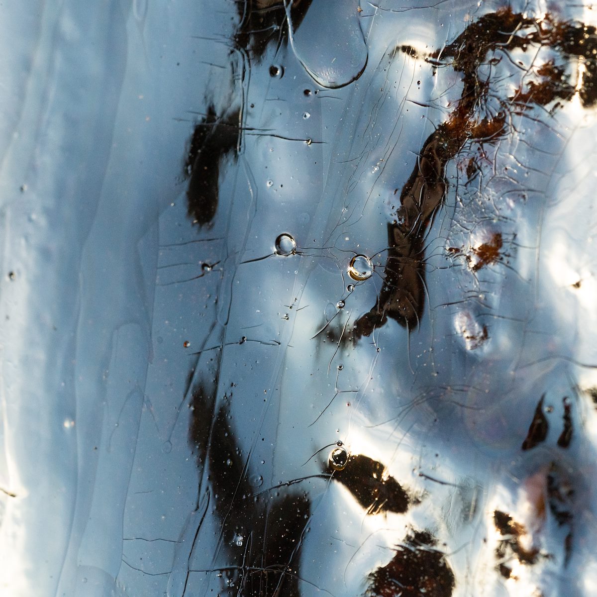 2021 January Saguaro Blood 04