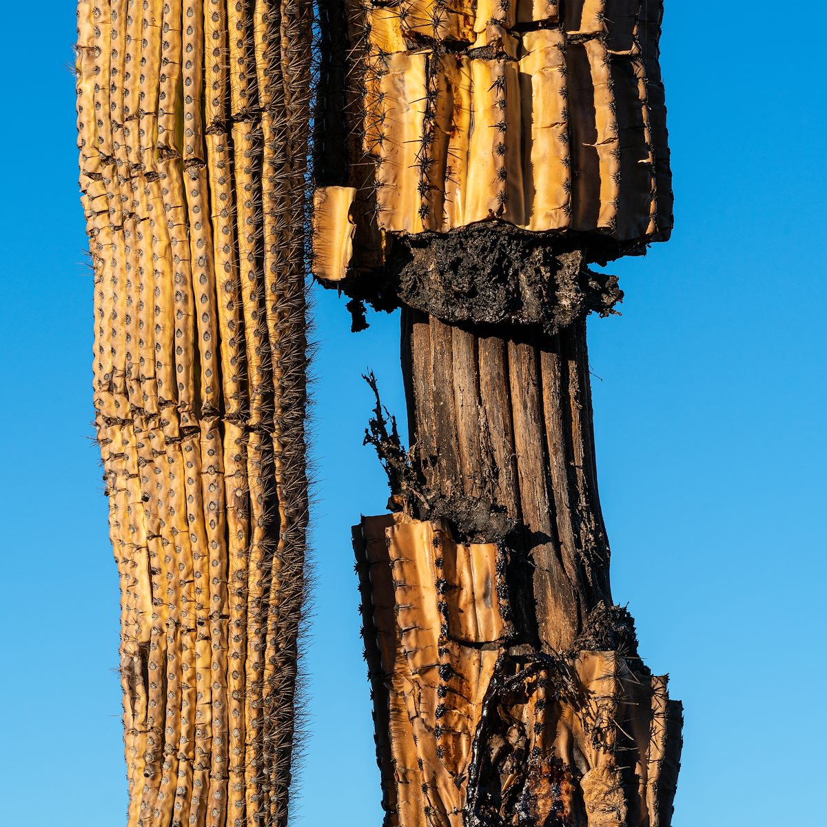 2021 January Sections