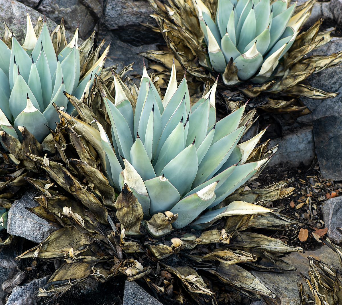 2021 June Agave on the Oracle Ridge Trail