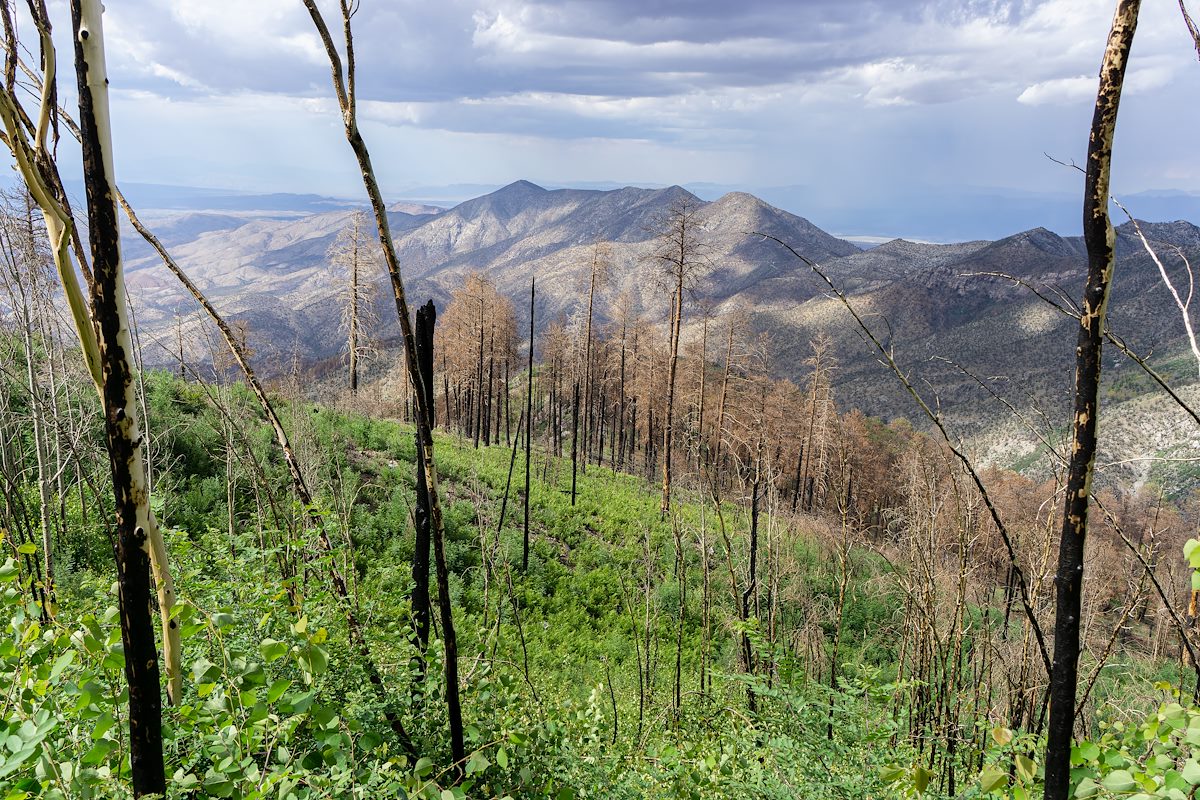 2021 June Burnt Trees from the Red Ridge Trail