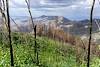 2021 June Burnt Trees from the Red Ridge Trail