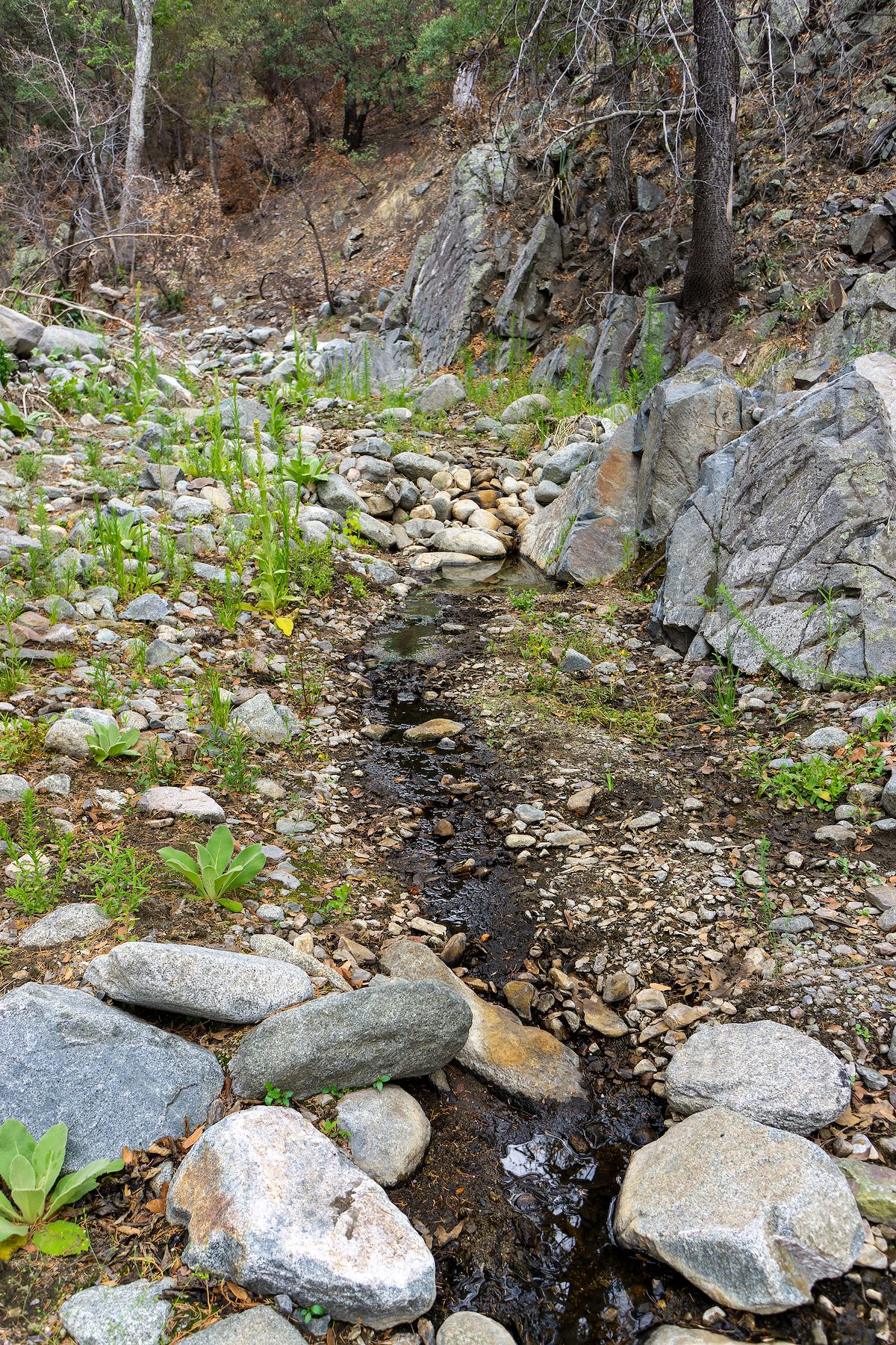 2021 June Trickle of Water in the East Fork of the CDO