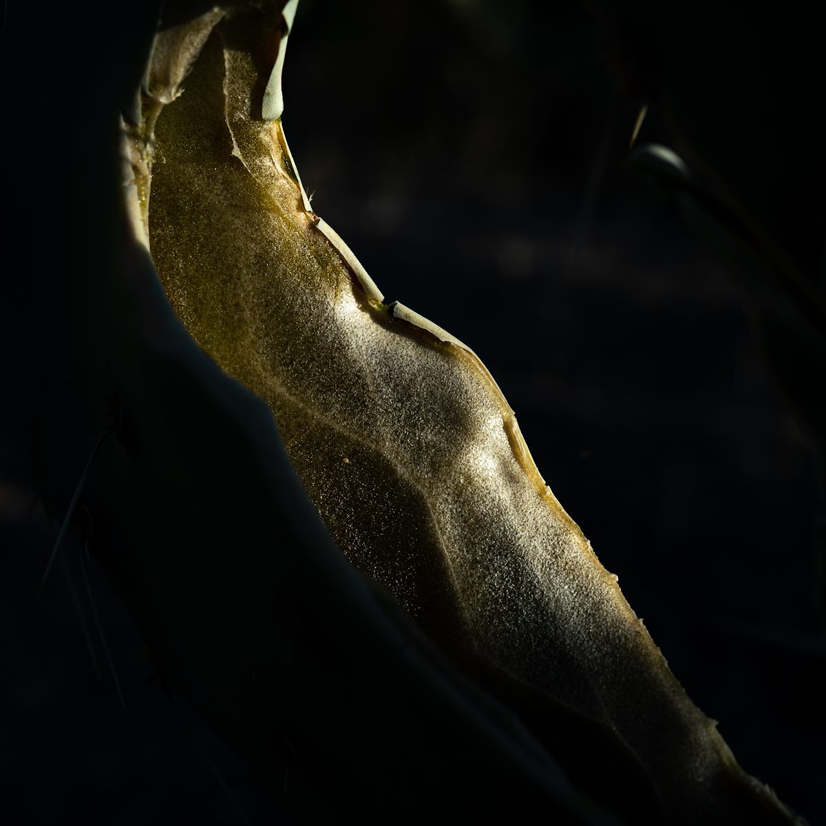 2021 March Inner Prickly Pear 02