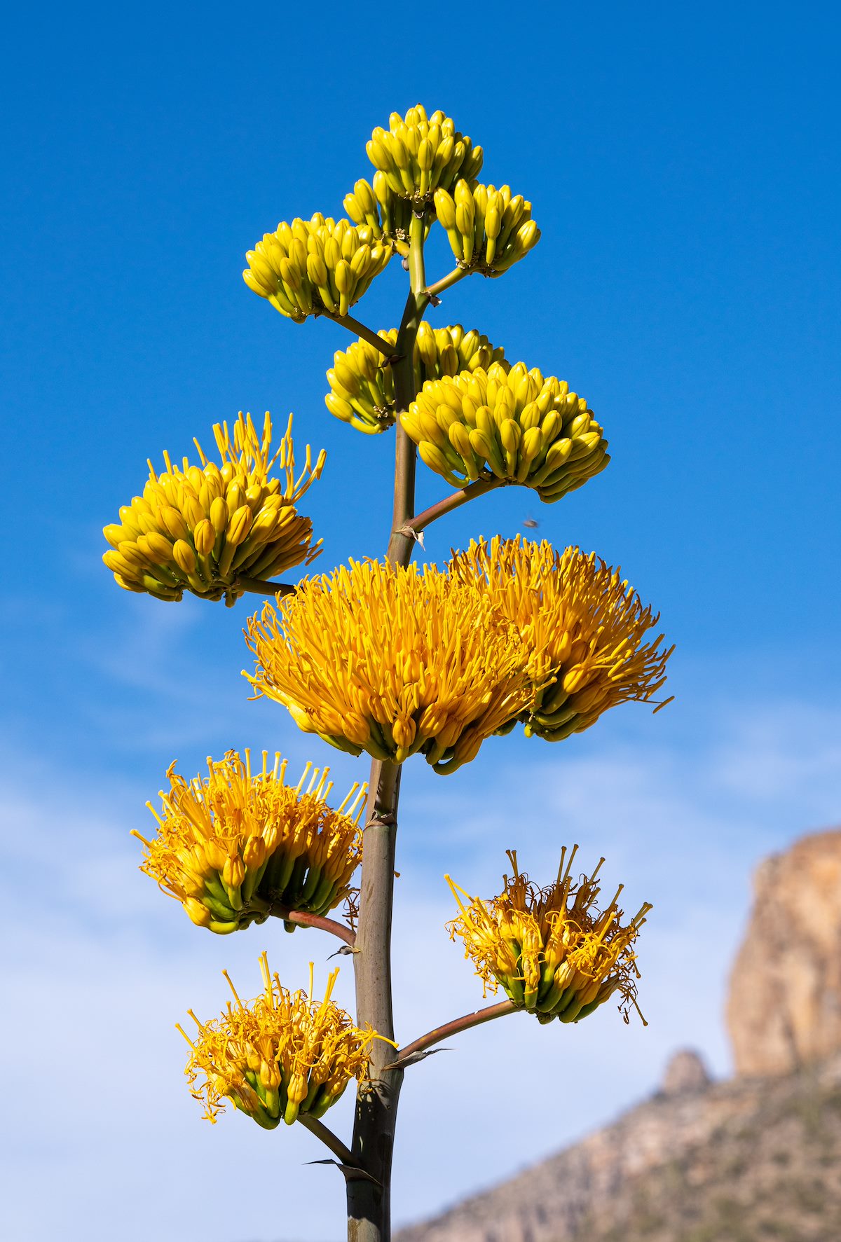 2021 May Century Plant Flowers in Sabino Canyon