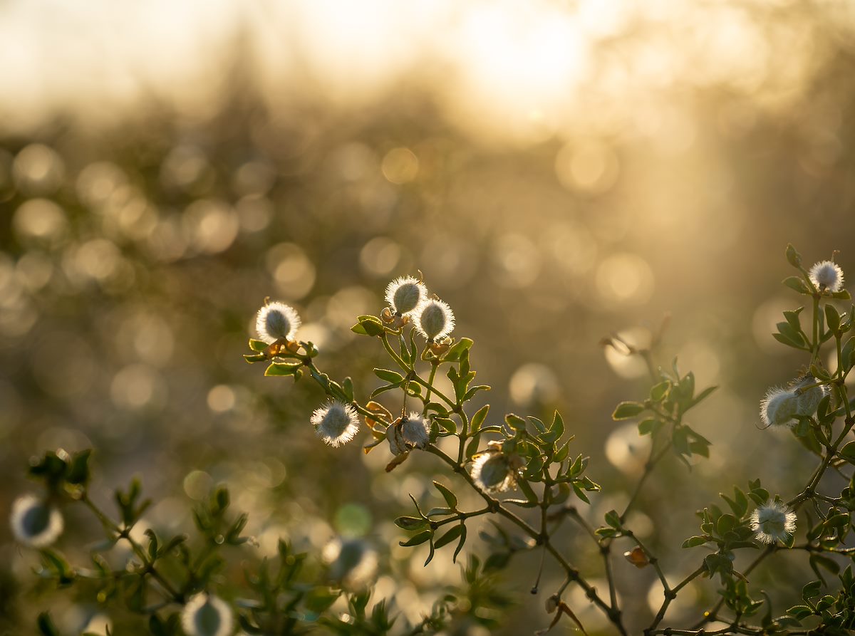 2021 May Creosote Bush in the Sun