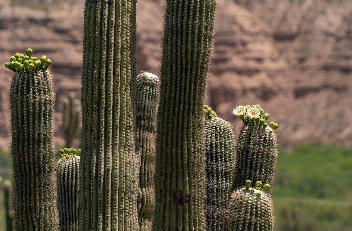 2021 May Looking Across Alder Canyon